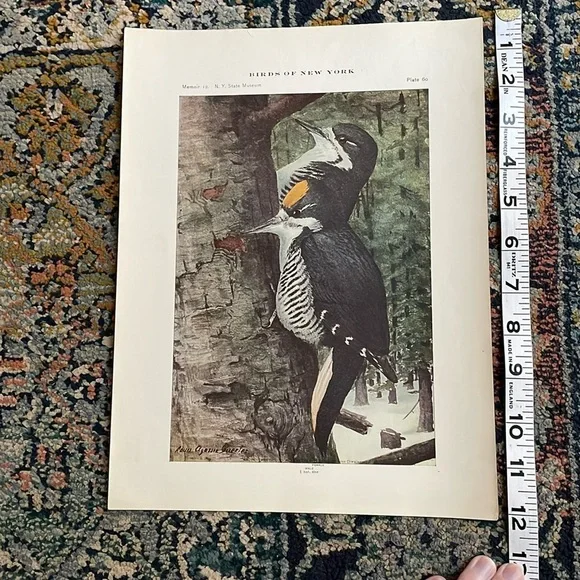 🖤5/$25 Antique Ornithological Bird Print Original wood pecker - Picture 3 of 13